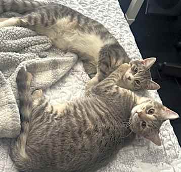 Photo of Luna & Sol