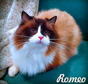 Photo of Romeo