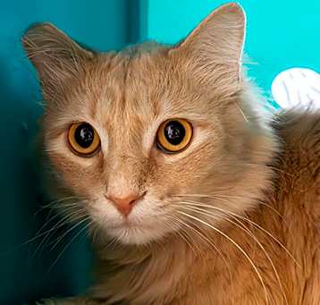 Photo of Fritz