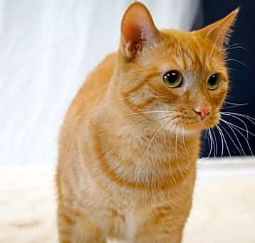 Photo of Nellie