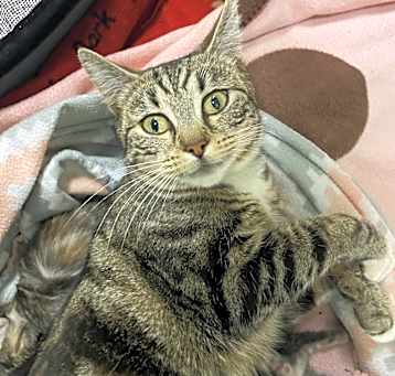 Photo of Goldie