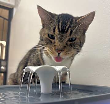 Photo of Milo