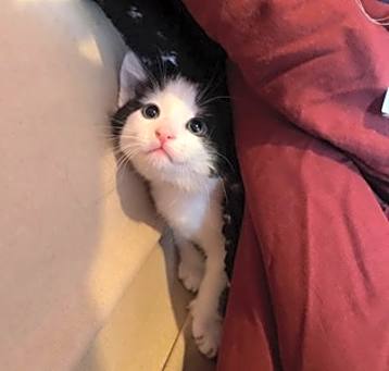 Photo of Fritter