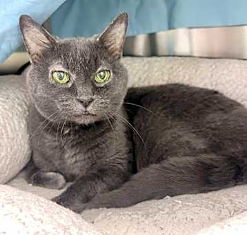 Photo of Violet
