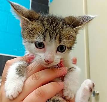Photo of Angel