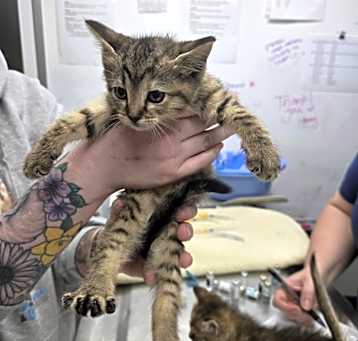 Photo of Tora (white collar)