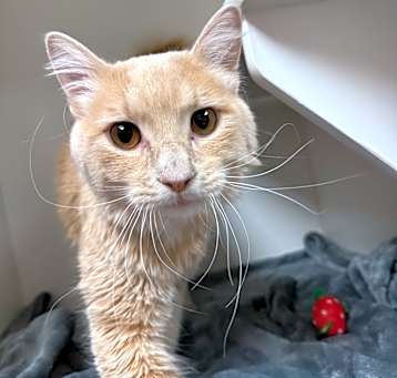 Photo of CREAMSICLE