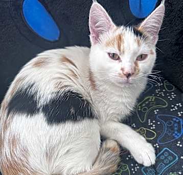 Photo of Kitti