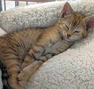 Photo of Skittles