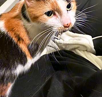 Photo of Charlie