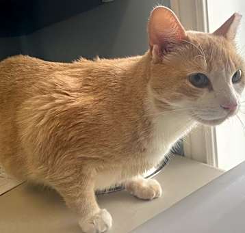 Photo of Almond