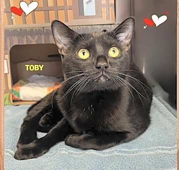 Photo of Toby