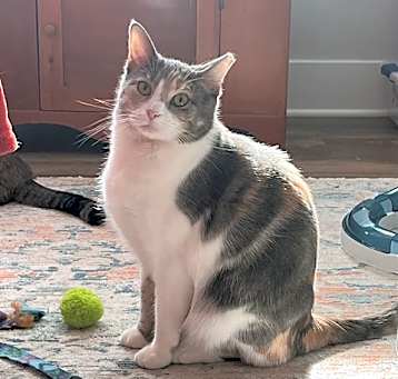 Photo of PATCHES
