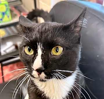 Photo of Tux