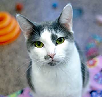 Photo of Cannoli