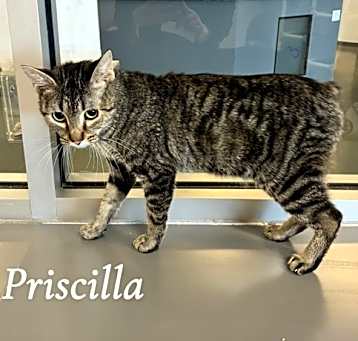 Photo of Priscilla