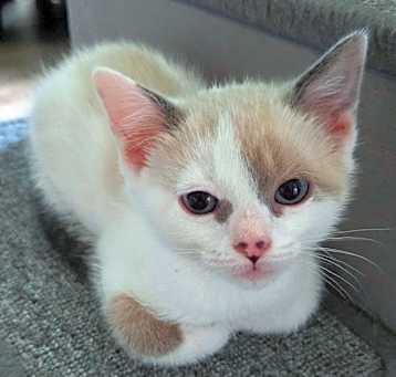 Photo of Crocus