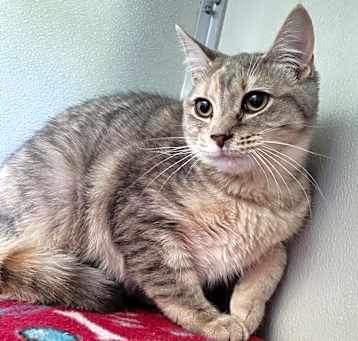 Photo of Peaches