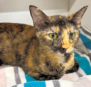 Photo of Smudge JG