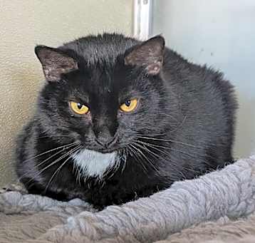 Photo of Twinkle Toes