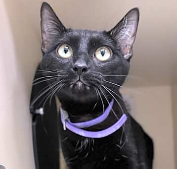 Photo of Nova