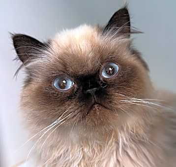 Photo of Affogato