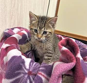 Photo of Berlioz