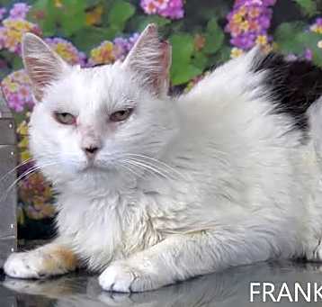 Photo of Frankie - HSOY