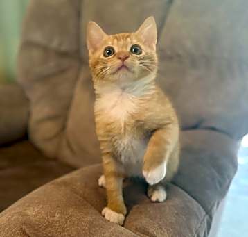 Photo of Peaches