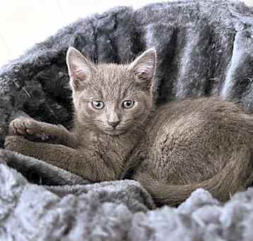 Photo of Baby Billy (25-292)