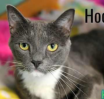 Photo of Hooch
