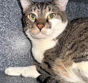 Photo of Simba