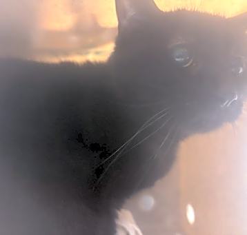 Photo of Ginger
