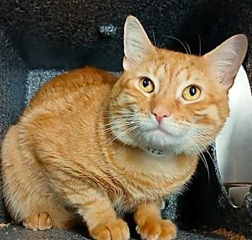 Photo of Sunkist