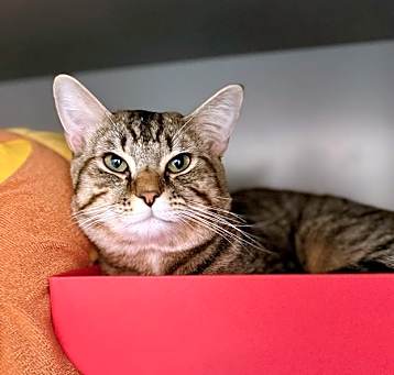 Photo of LEO TIGER