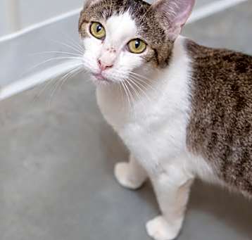 Photo of Pickles
