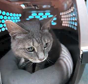 Photo of GRAY GIRL