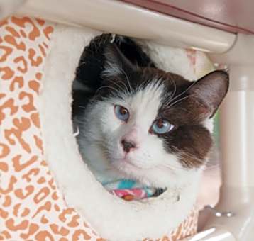 Photo of Smokie
