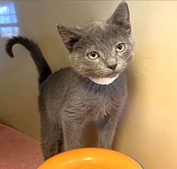 Photo of DUSTY