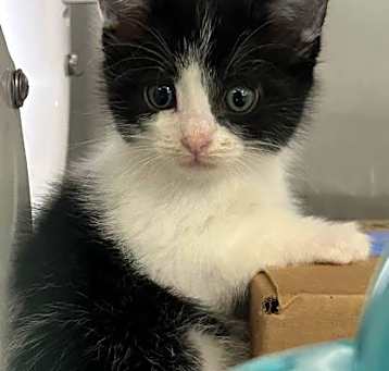 Photo of MOON- IN FOSTER
