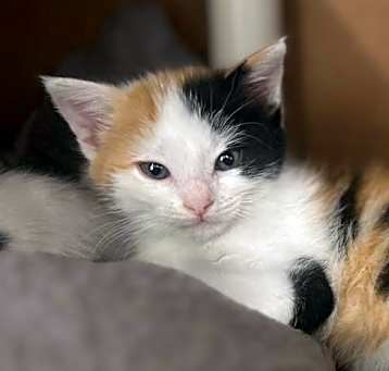 Photo of MERCURY- IN FOSTER