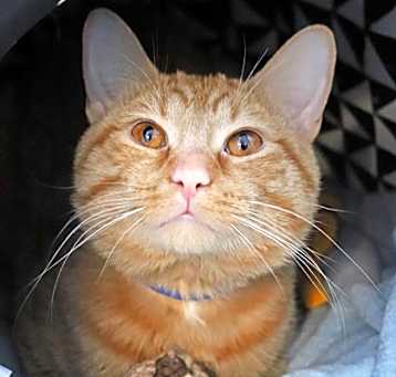 Photo of Mellow