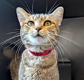 Photo of Tabitha