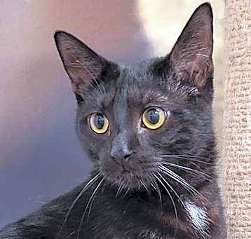 Photo of Sundae