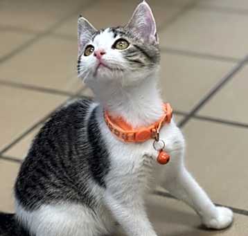 Photo of Pearl