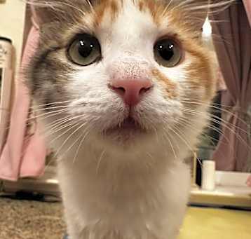 Photo of Patches