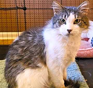 Photo of Fluffy