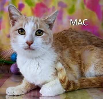 Photo of Mac - HSOY