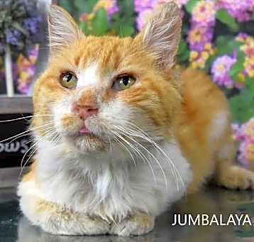 Photo of Jumbalaya - HSOY