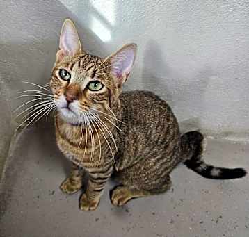 Photo of Biscotti